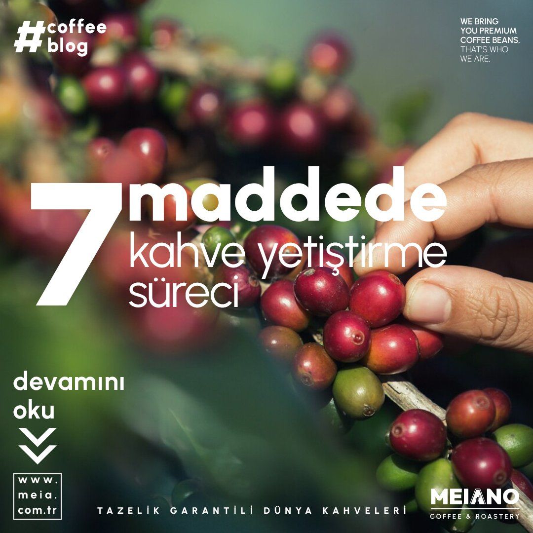 7 Maddede Kahve Yetiştirme Süreci